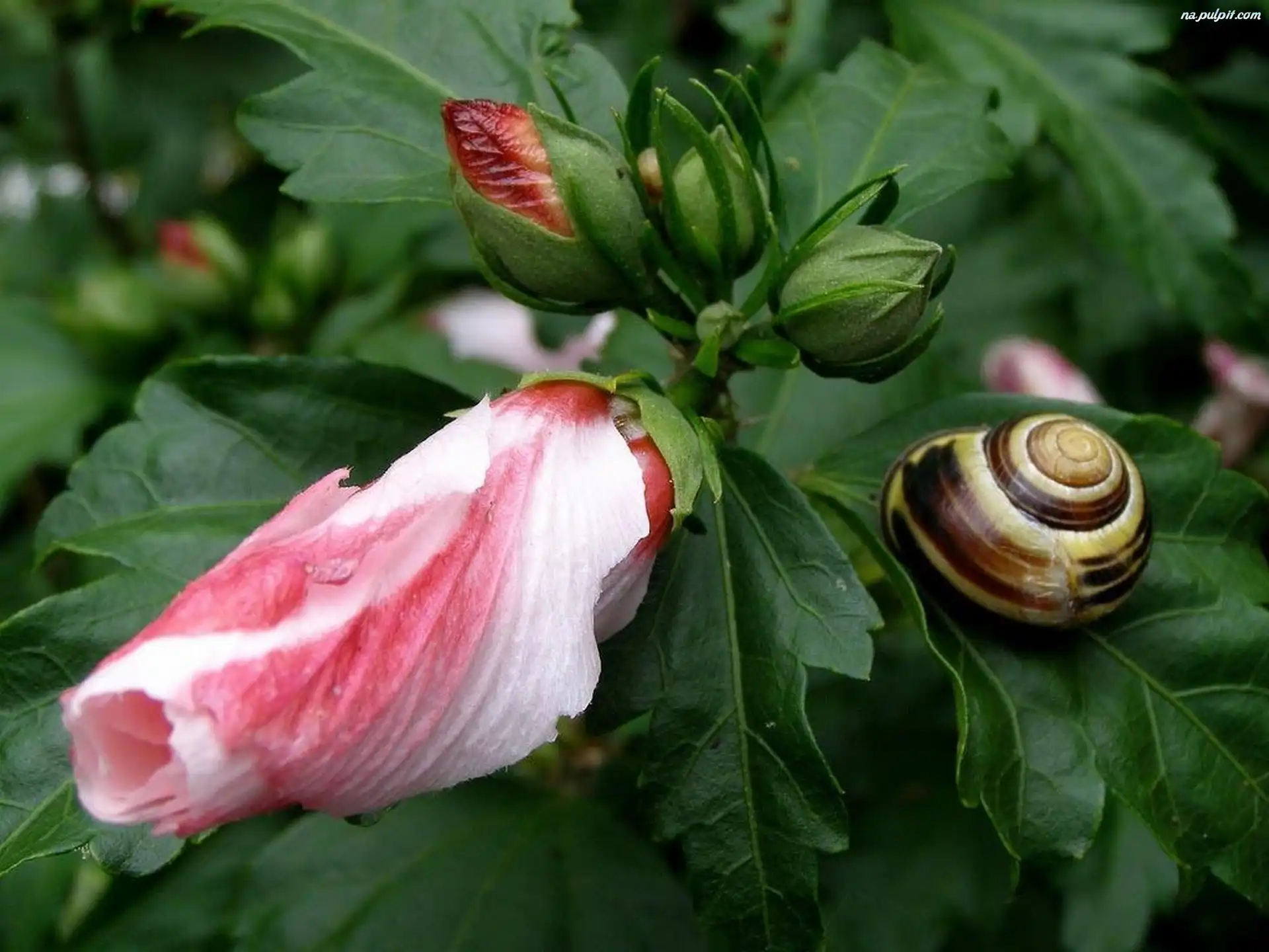 Ślimak, Hibiskus, Ogrodowy